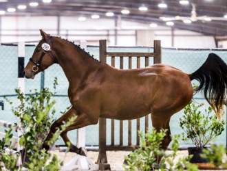 2021 Young Horse Show Finals presented by Spy Coast Farm