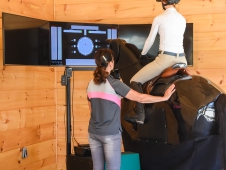 Equine Simulator